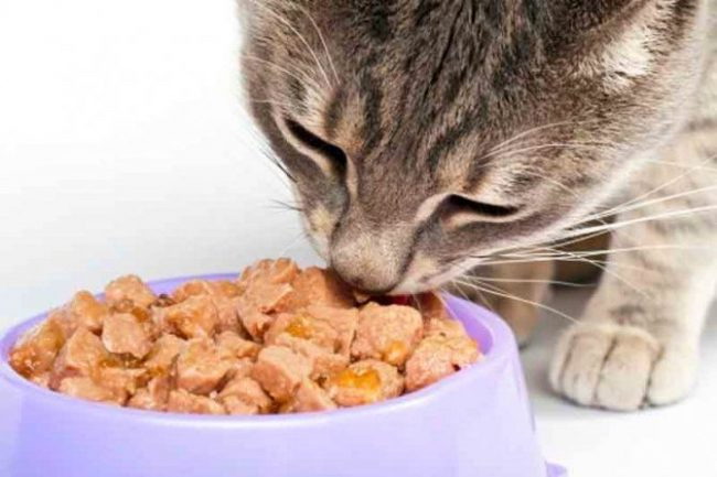 лечебные корма для кошек