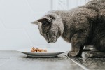 Можно ли смешивать влажный и сухой корм для котов?