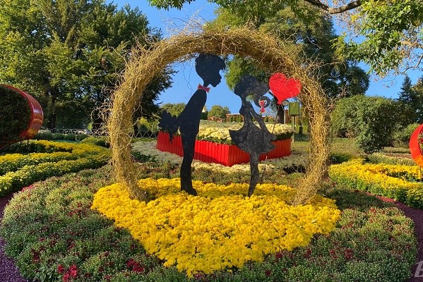 На Певческом поле продолжается романтическая выставка хризантем 