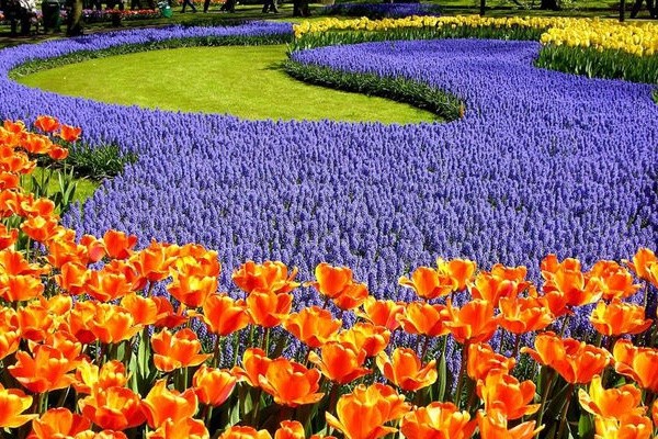 На Певческом поле готовится к открытию выставка тюльпанов