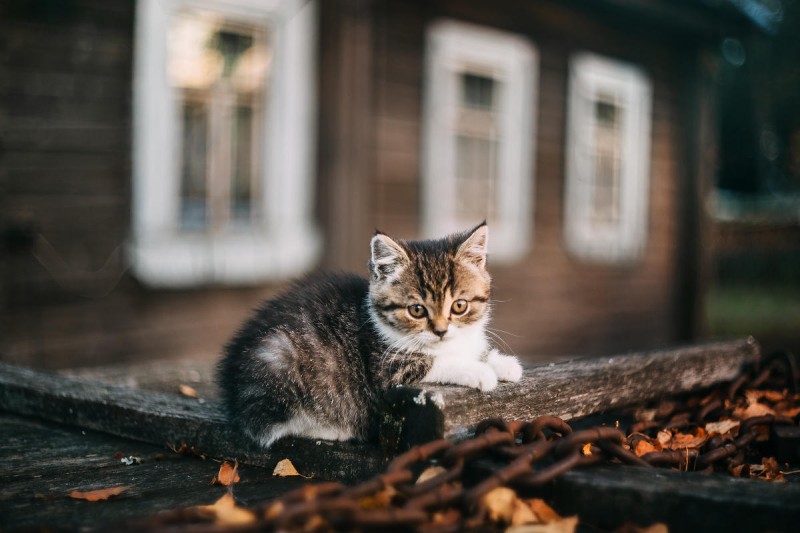 По всему Киеву разместят домики для бездомных кошек