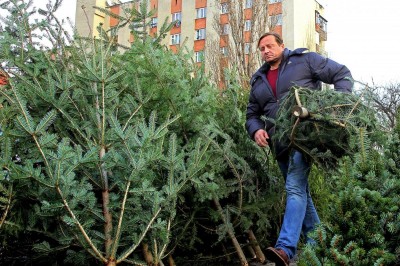 Куда сдать новогоднюю елку в Киеве: пункты приема