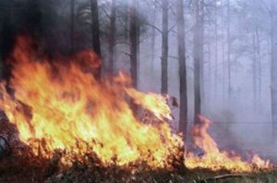 Киев снова в дыму: горит Быковнянский лес