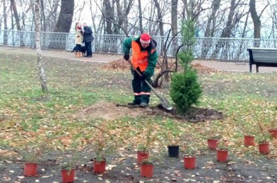 В Киеве высадили более 3 тысяч вечнозеленых растений