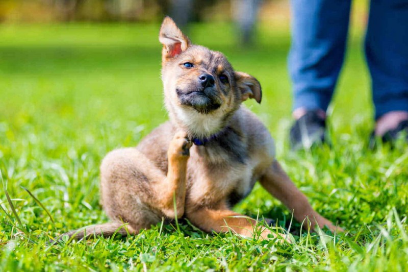 Таблетки от блох и клещей для собак: защита вашего питомца