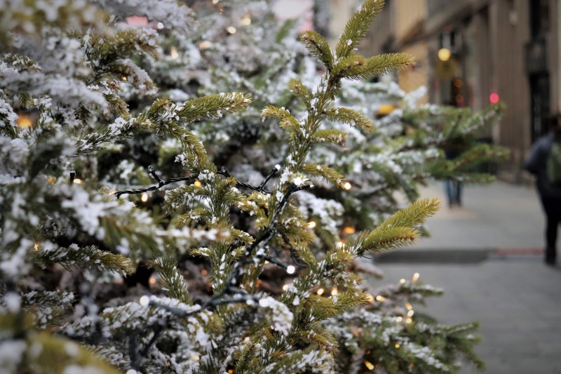 В районах Киева открылись пункты утилизации новогодних деревьев: адреса