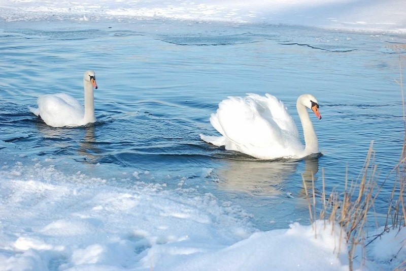 На водоёмах столицы устанавливают домики для птиц