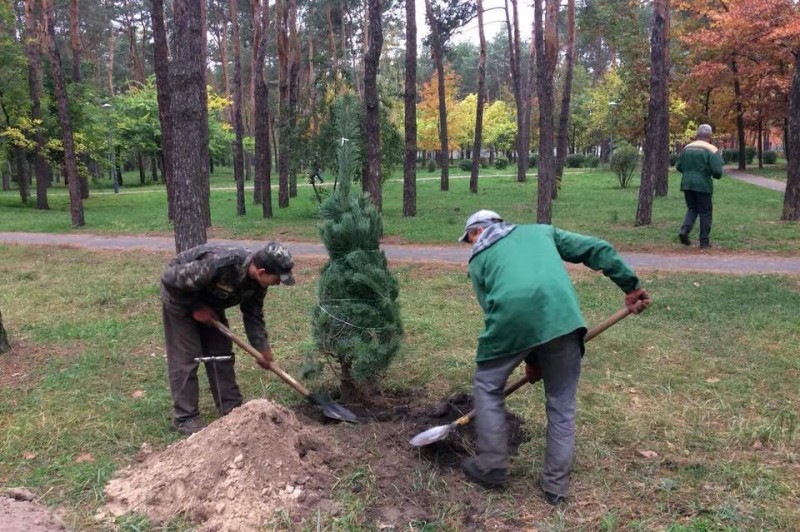 В парке на Радужном массиве проведут толоку