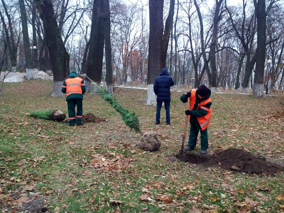 высадка деревьев