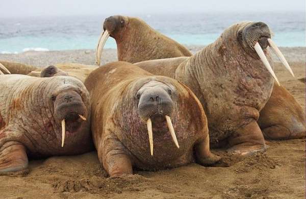 моржи