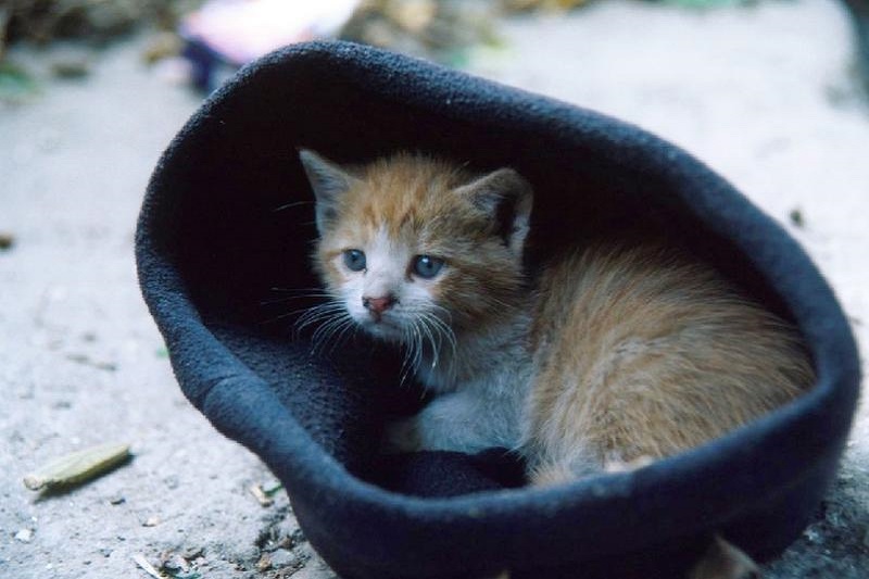 Котик